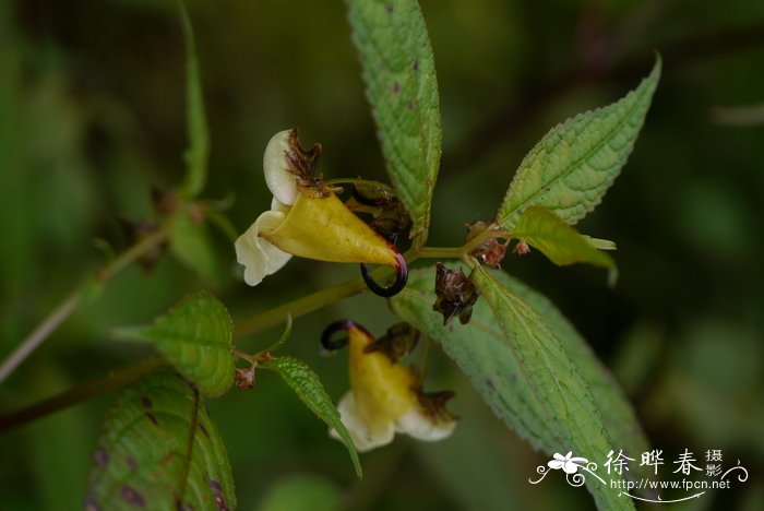 扭萼凤仙花Impatiens tortisepala