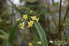 狭叶柄果海桐Pittosporum podocarpum var. angustatum