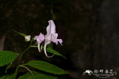 版纳凤仙花Impatiens xishuangbannaensis