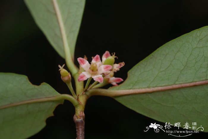 东方古柯Erythroxylum sinense