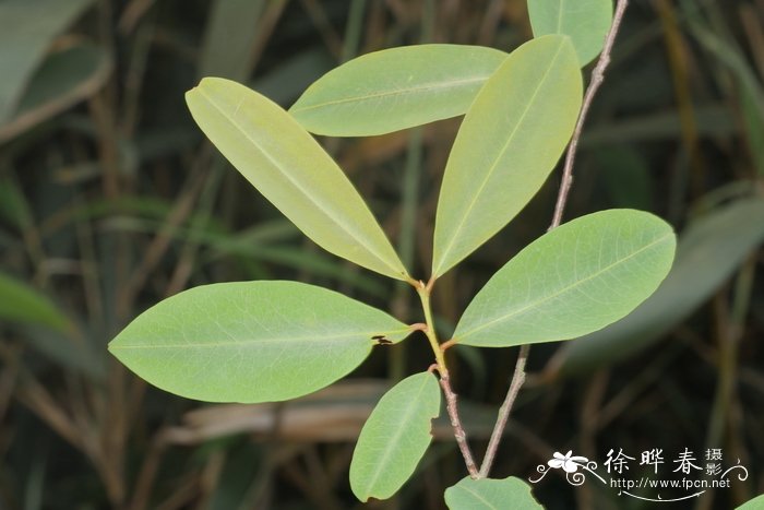 东方古柯Erythroxylum sinense