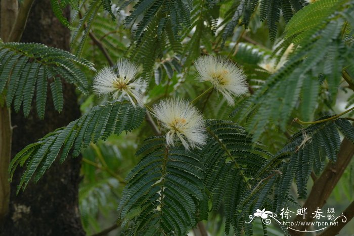 藏合欢Albizia sherriffii