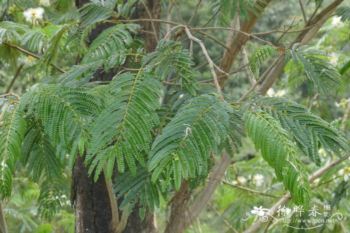 藏合欢Albizia sherriffii