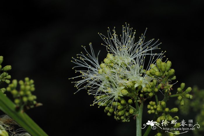 猴耳环Archidendron clypearia