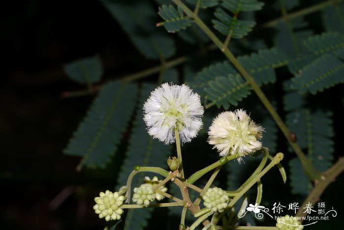 羽叶金合欢Acacia pennata