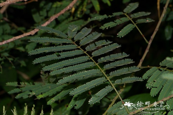 羽叶金合欢Acacia pennata