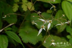 红毛虎耳草Saxifraga rufescens