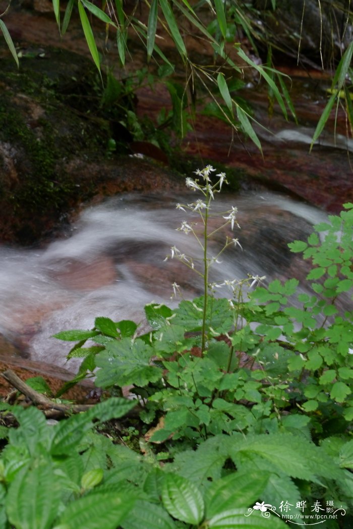 红毛虎耳草Saxifraga rufescens