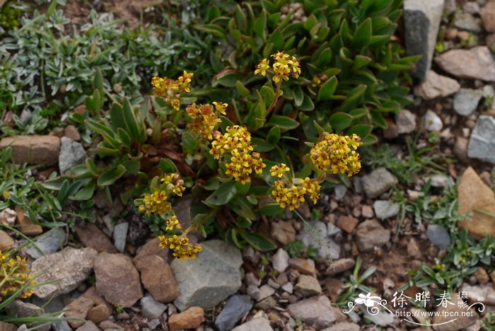 唐古特虎耳草Saxifraga tangutic