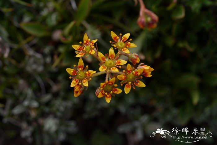 唐古特虎耳草Saxifraga tangutic