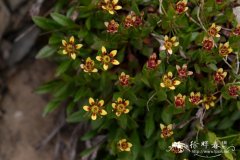 西藏虎耳草Saxifraga tibetica