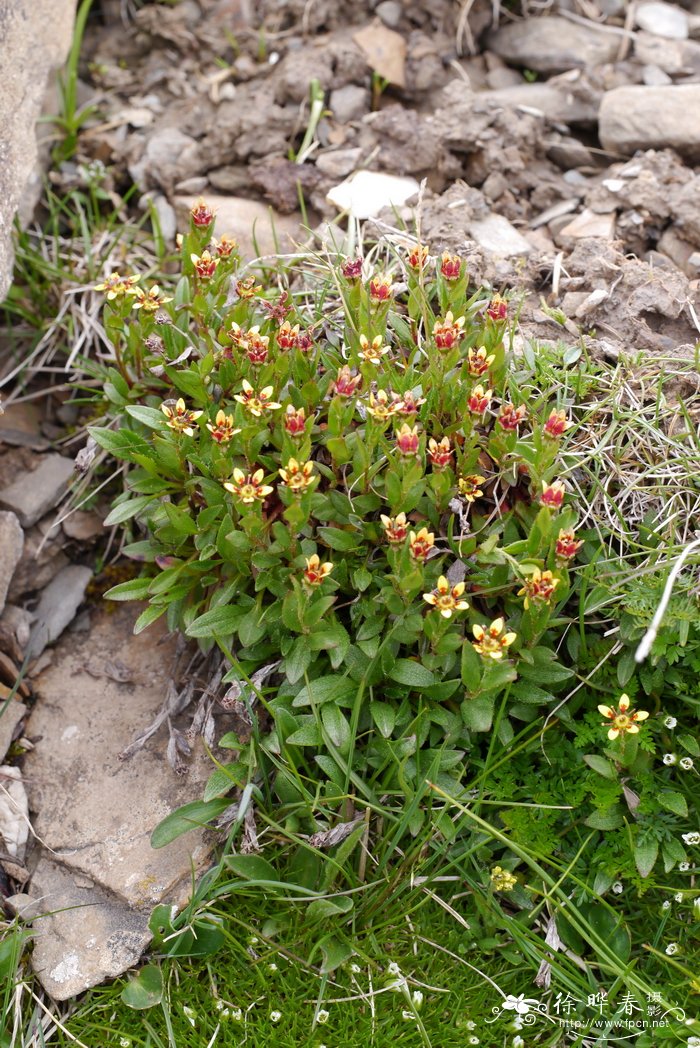 西藏虎耳草Saxifraga tibetica