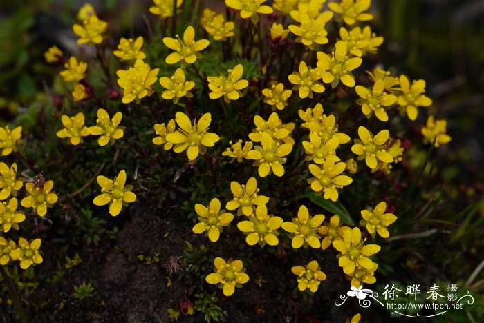 爪瓣虎耳草Saxifraga unguiculata