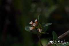 链珠藤 Alyxia sinensis