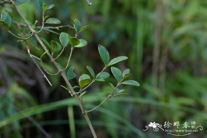 链珠藤 Alyxia sinensis