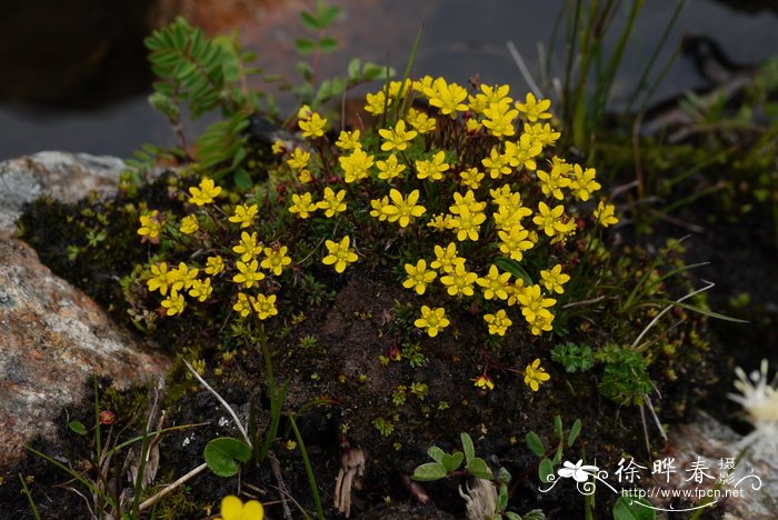 爪瓣虎耳草Saxifraga unguiculata