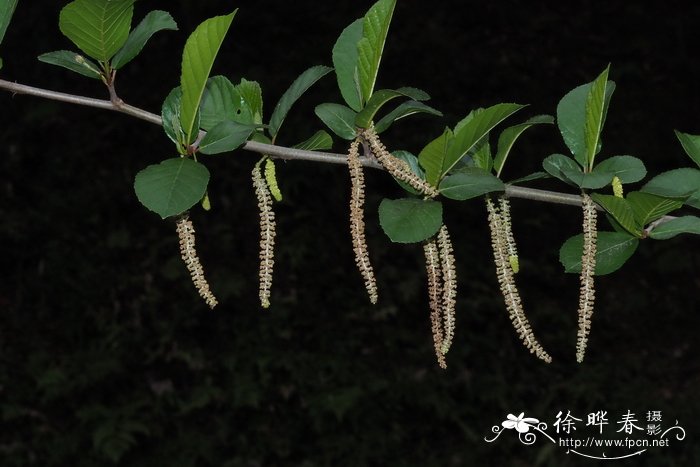 桤木alnus cremastogyne