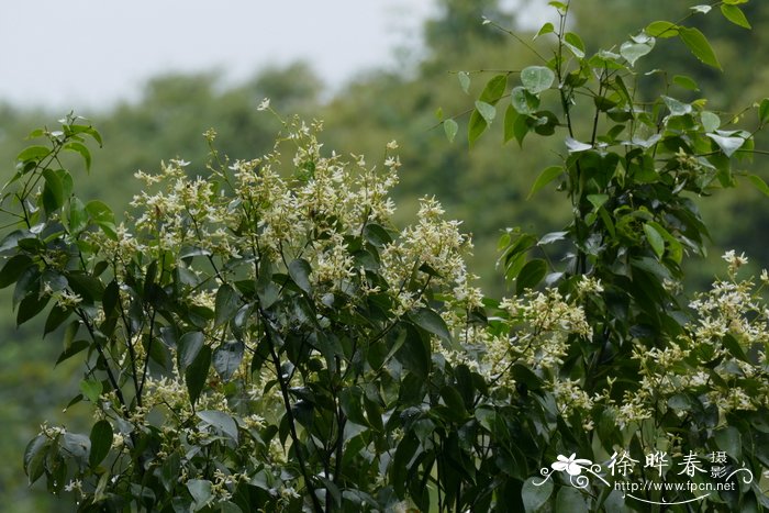 黄叶树Xanthophyllum hainanense