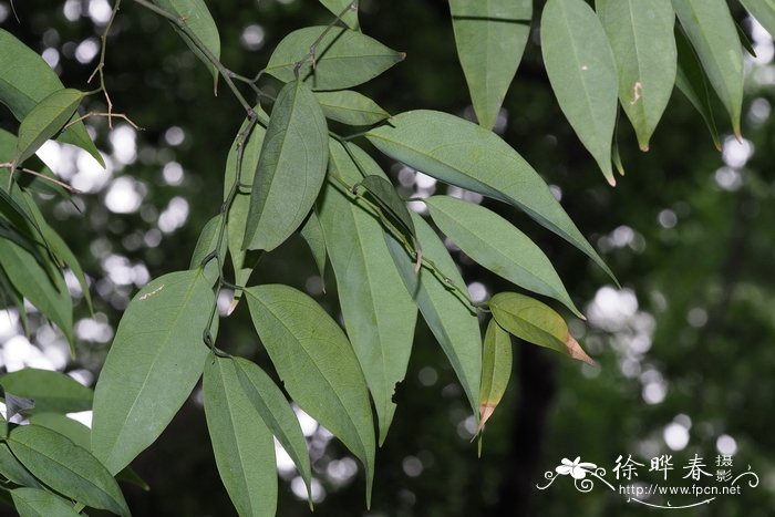黄叶树Xanthophyllum hainanense