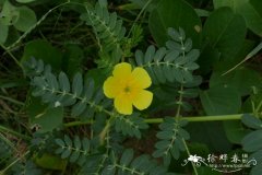 大花蒺藜Tribulus cistoides