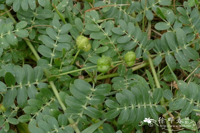 大花蒺藜Tribulus cistoides