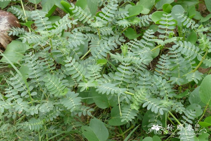 大花蒺藜Tribulus cistoides