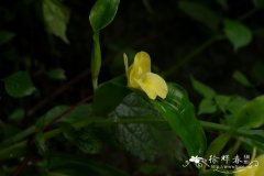 苞叶姜Pyrgophyllum yunnanense