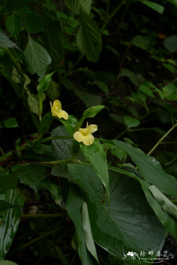 苞叶姜Pyrgophyllum yunnanense