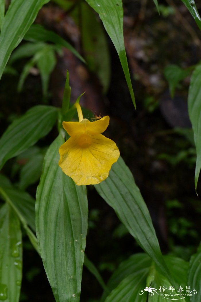 黄花大苞姜Caulokaempferia coenobialis