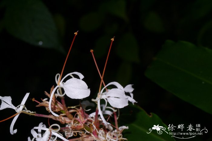 小毛姜花Hedychium villosum var. tenuiflorum