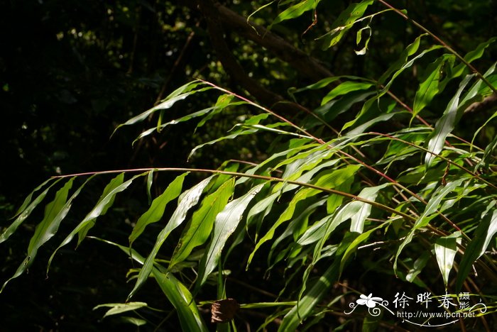 小毛姜花Hedychium villosum var. tenuiflorum