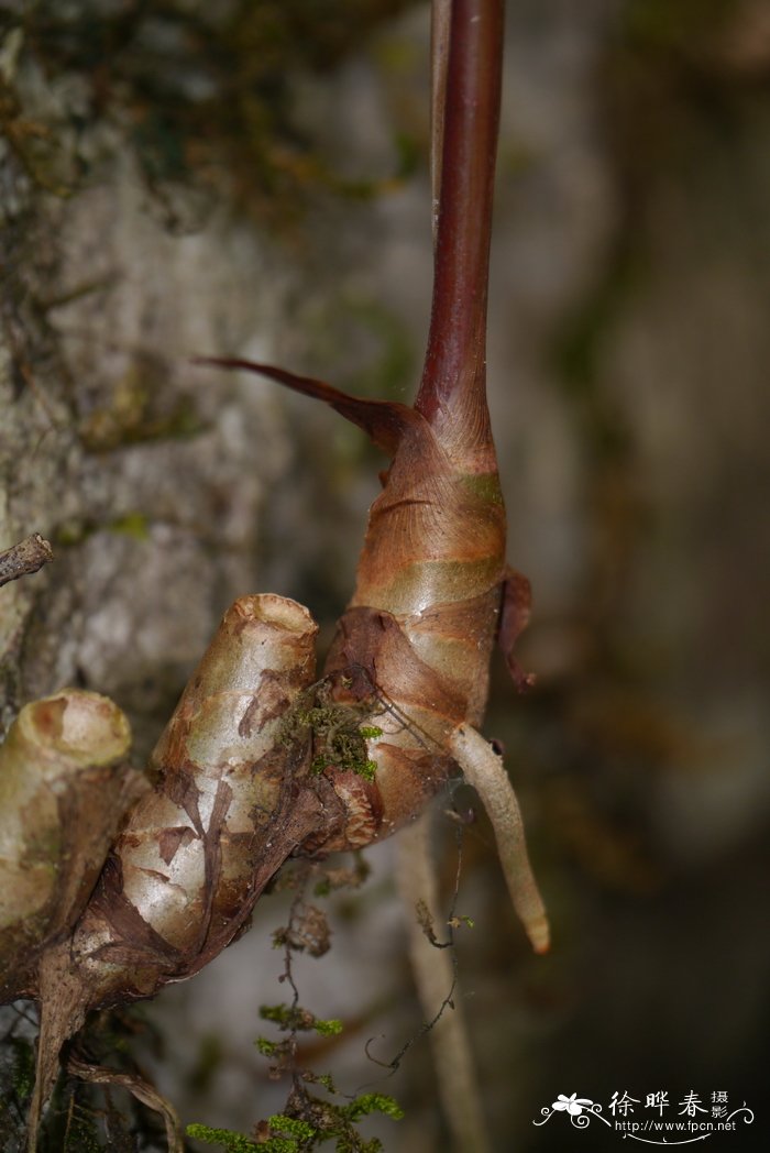 小毛姜花Hedychium villosum var. tenuiflorum