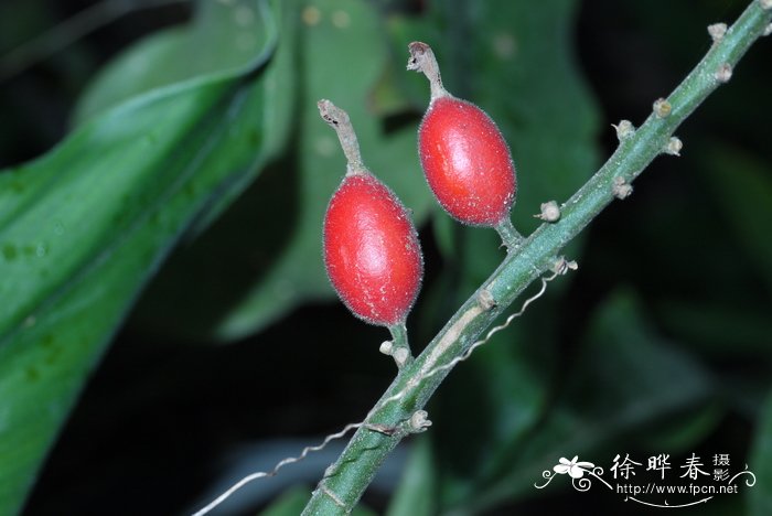 山姜Alpinia japonica