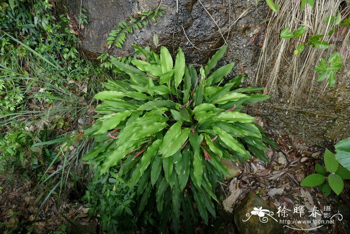 山姜Alpinia japonica