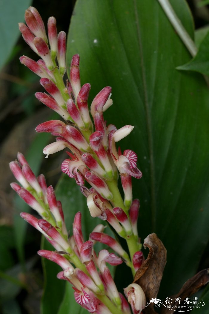 山姜Alpinia japonica