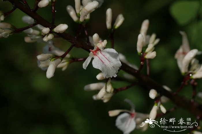 华山姜Alpinia oblongifolia