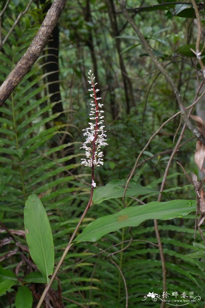 华山姜Alpinia oblongifolia