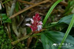 花叶山姜Alpinia pumila