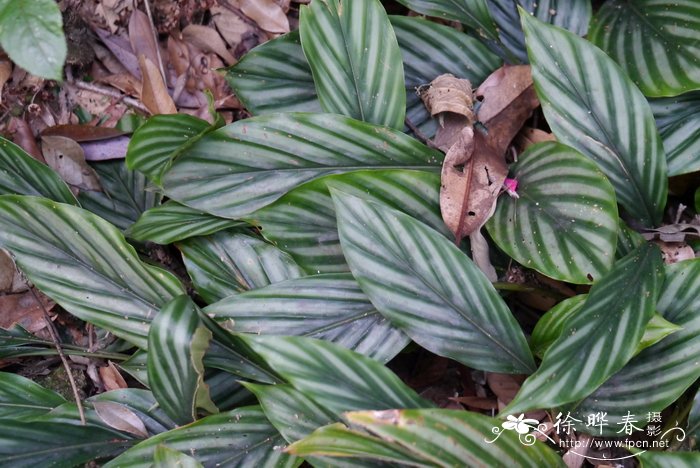 花叶山姜Alpinia pumila