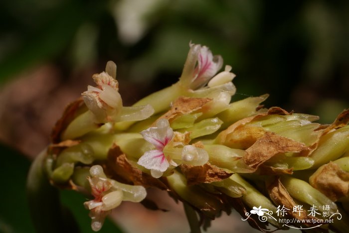 密苞山姜Alpinia stachyodes