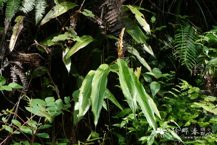 密苞山姜Alpinia stachyodes