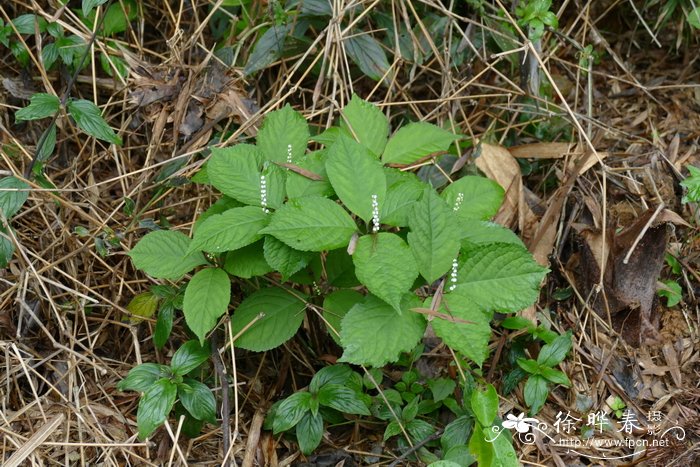 及己Chloranthus serratus