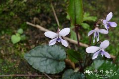 华南堇菜Viola austrosinensis