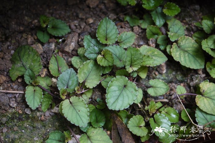 华南堇菜Viola austrosinensis