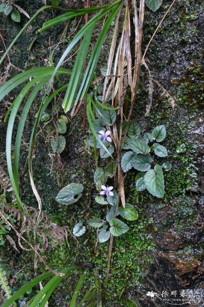 华南堇菜Viola austrosinensis