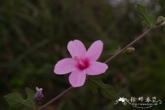 梵天花Urena procumbens