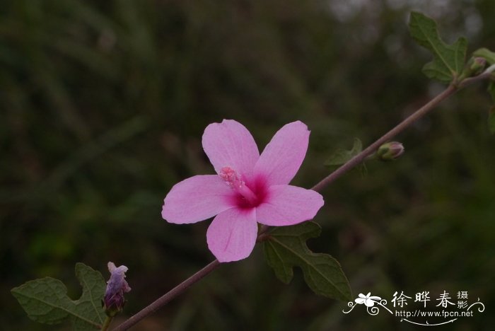 梵天花Urena procumbens