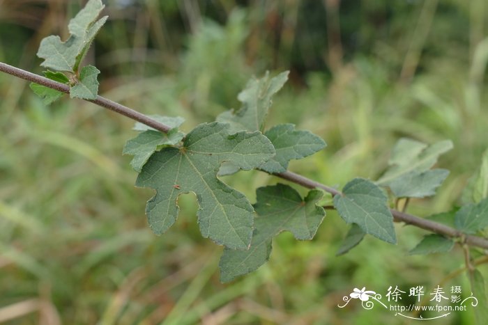 梵天花Urena procumbens