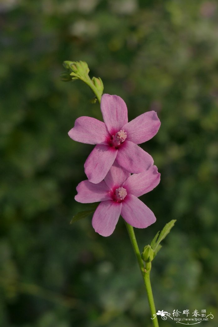 梵天花Urena procumbens