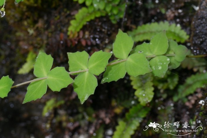云南红景天Rhodiola yunnanensis